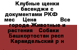 Клубные щенки басенджи с документами РКФ - 2,5 мес. › Цена ­ 20 000 - Все города Животные и растения » Собаки   . Башкортостан респ.,Караидельский р-н